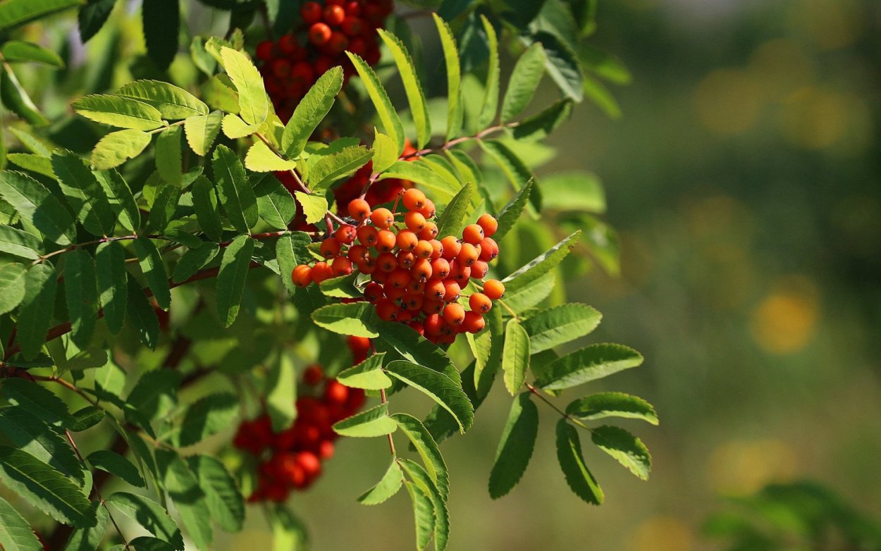 9 Сентября рябинник