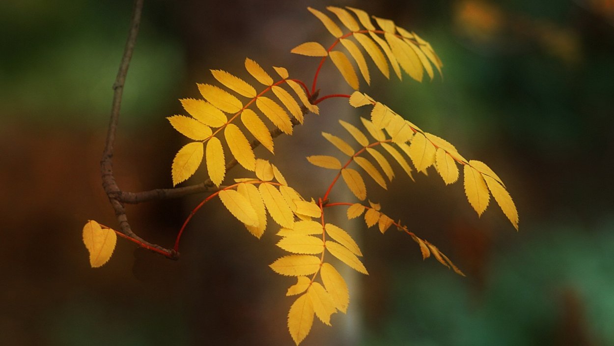 Осенняя веточка