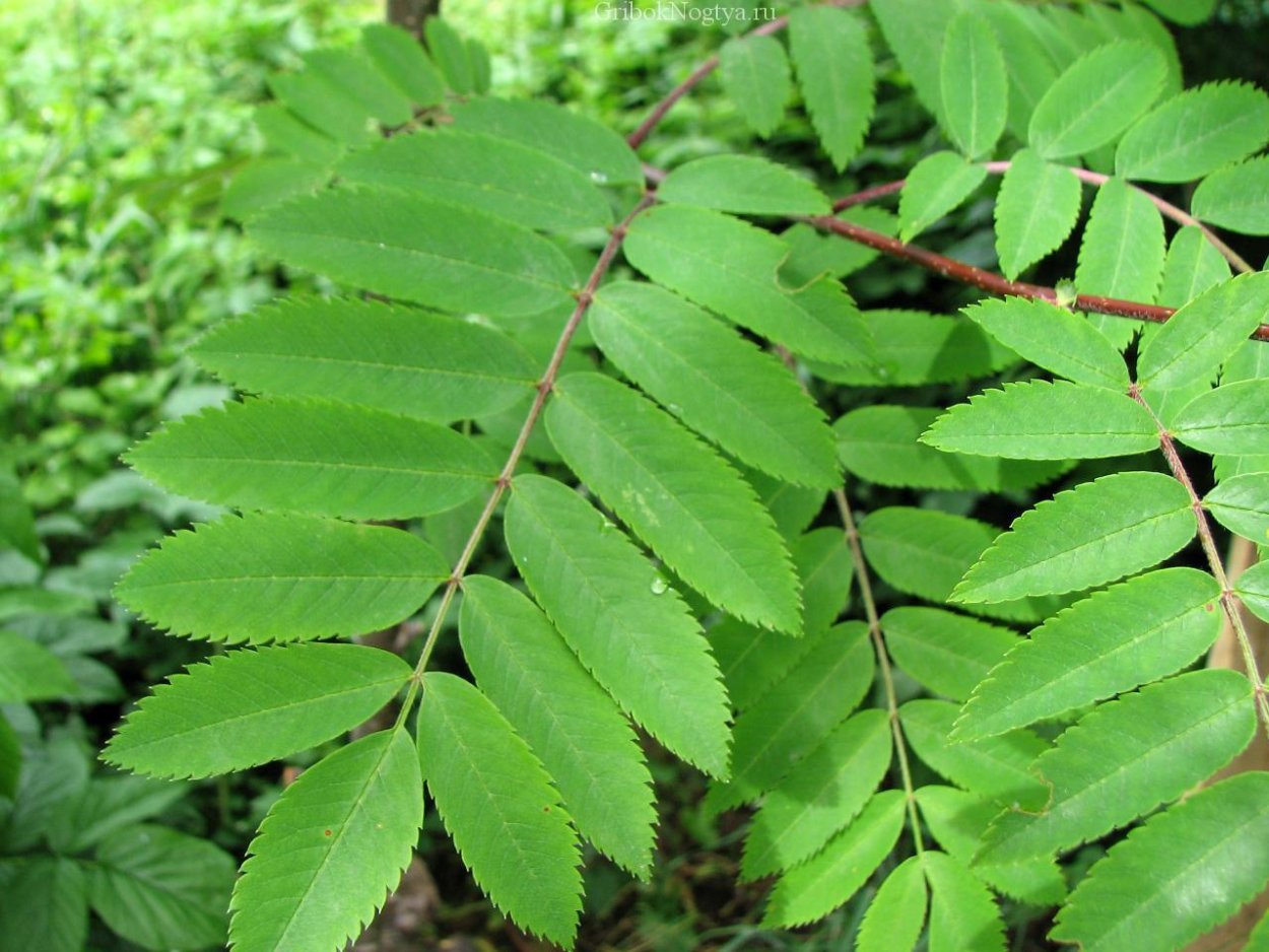 Рябина обыкновенная листья