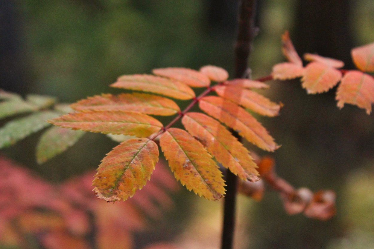 Лист рябины прилистники