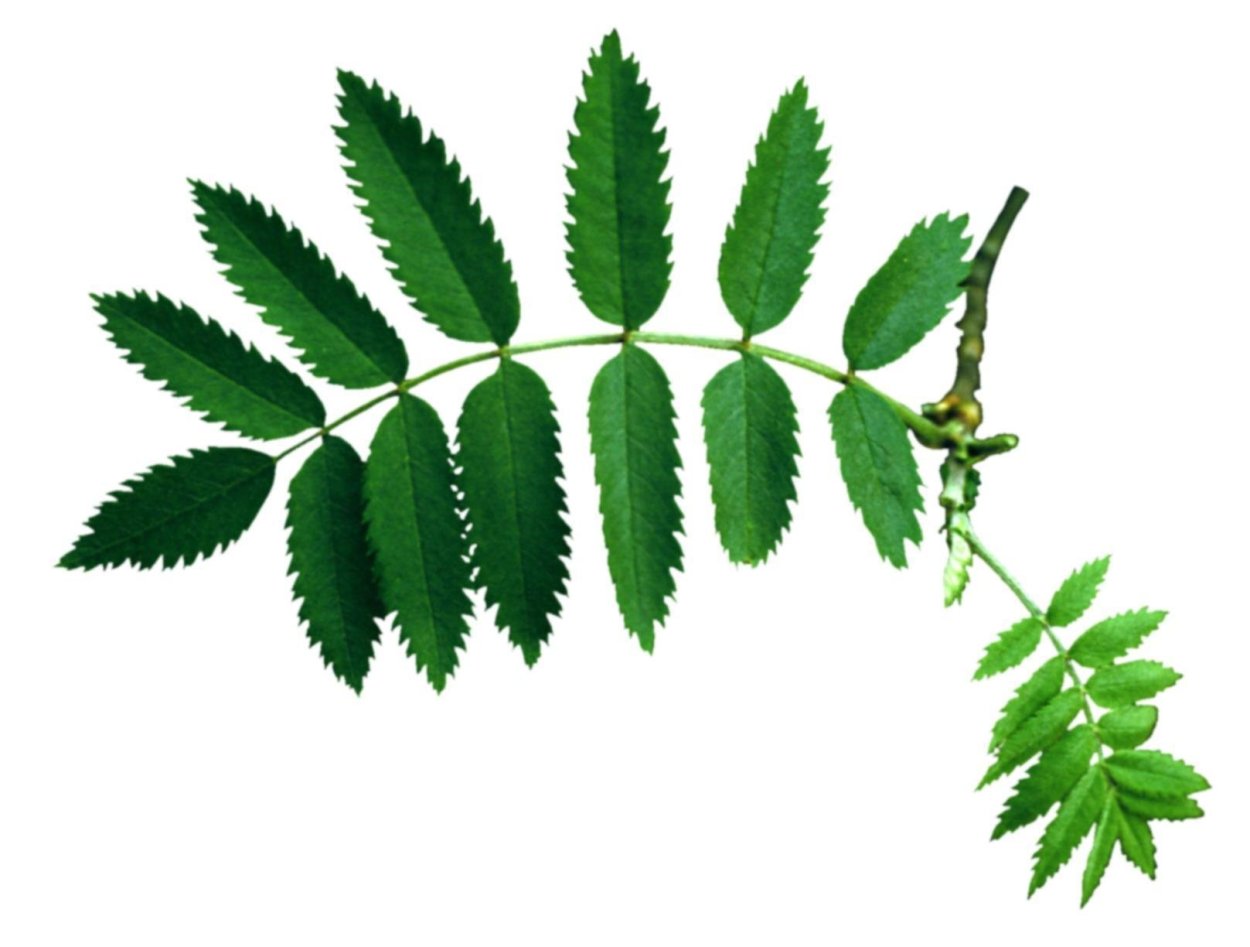 Лист рябины