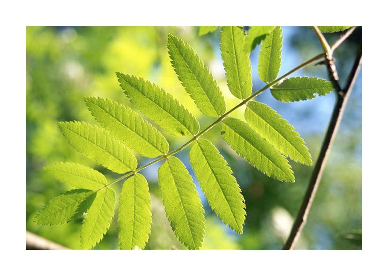 Листярябина обыкновенная