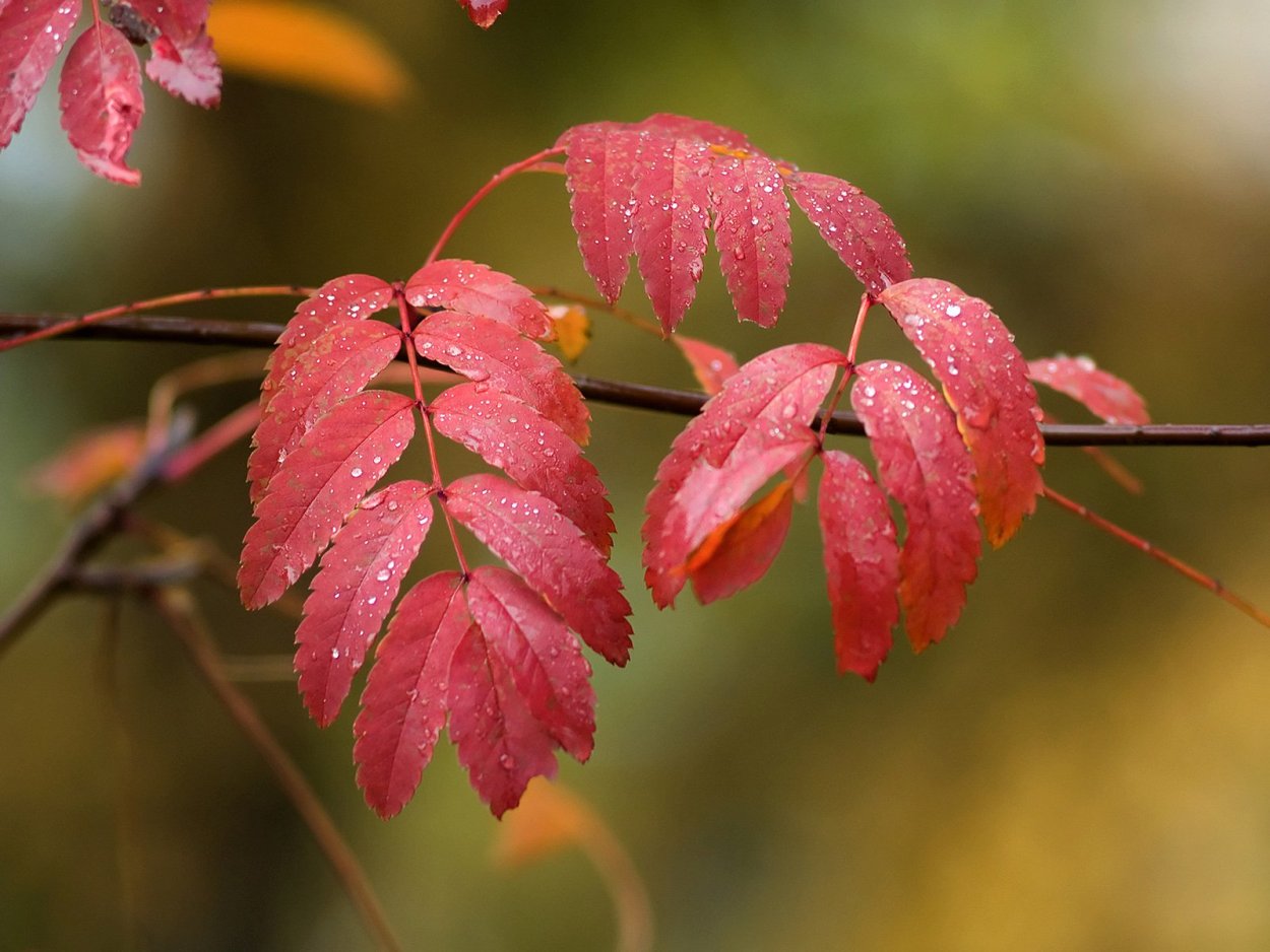 Осенние листья рябины