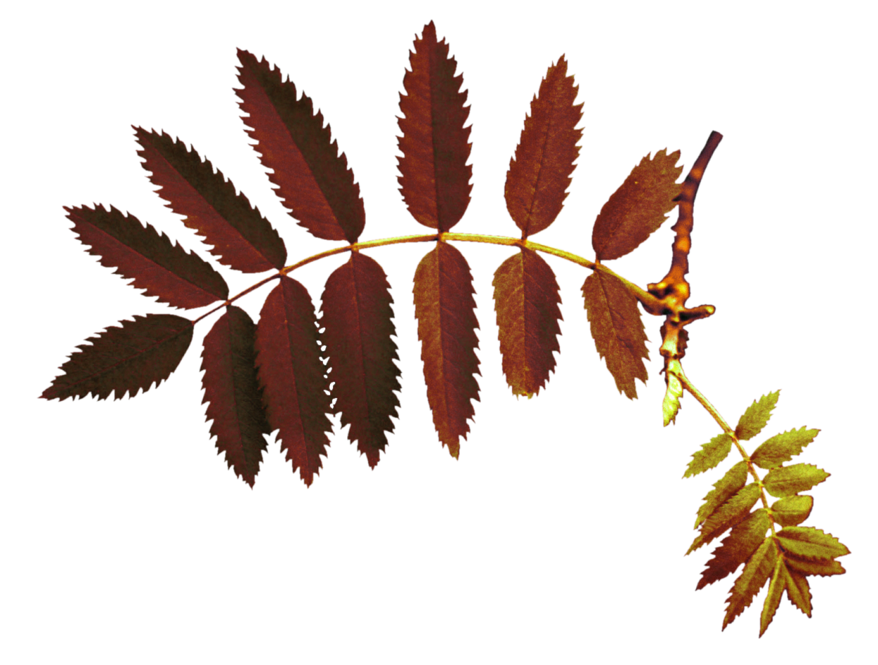 Лист рябины