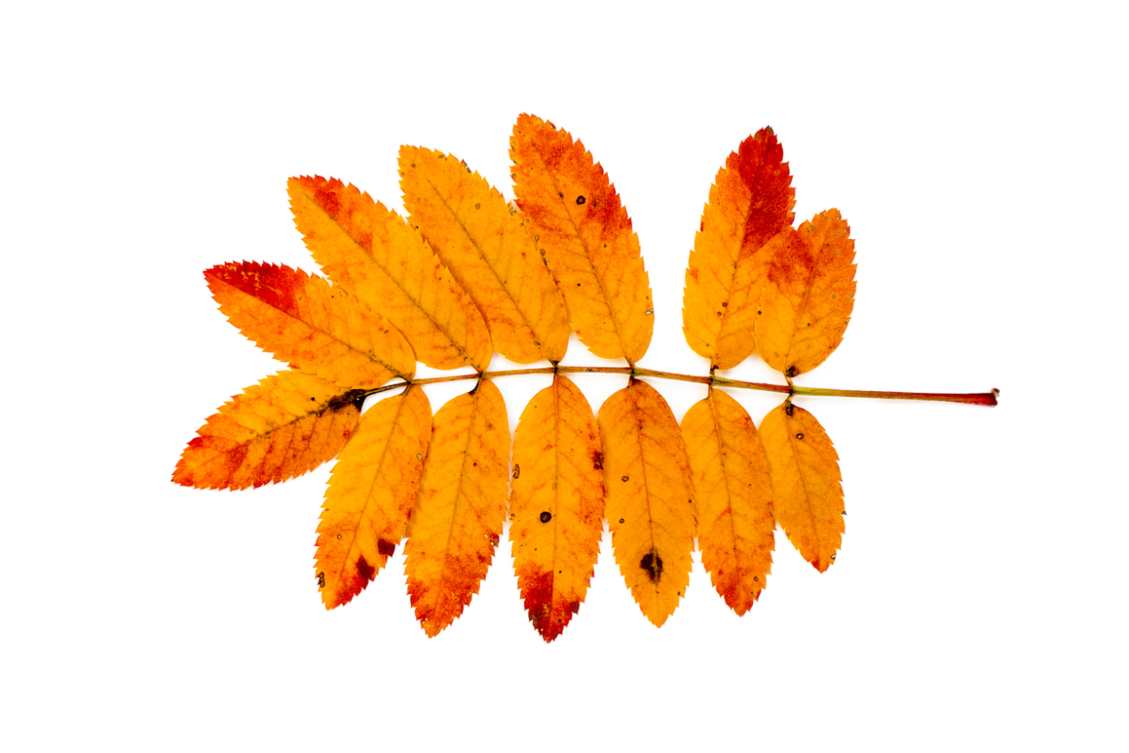 Рябиновый лист осенью