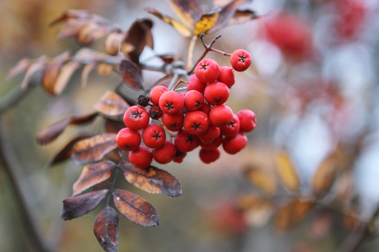 Лист рябины