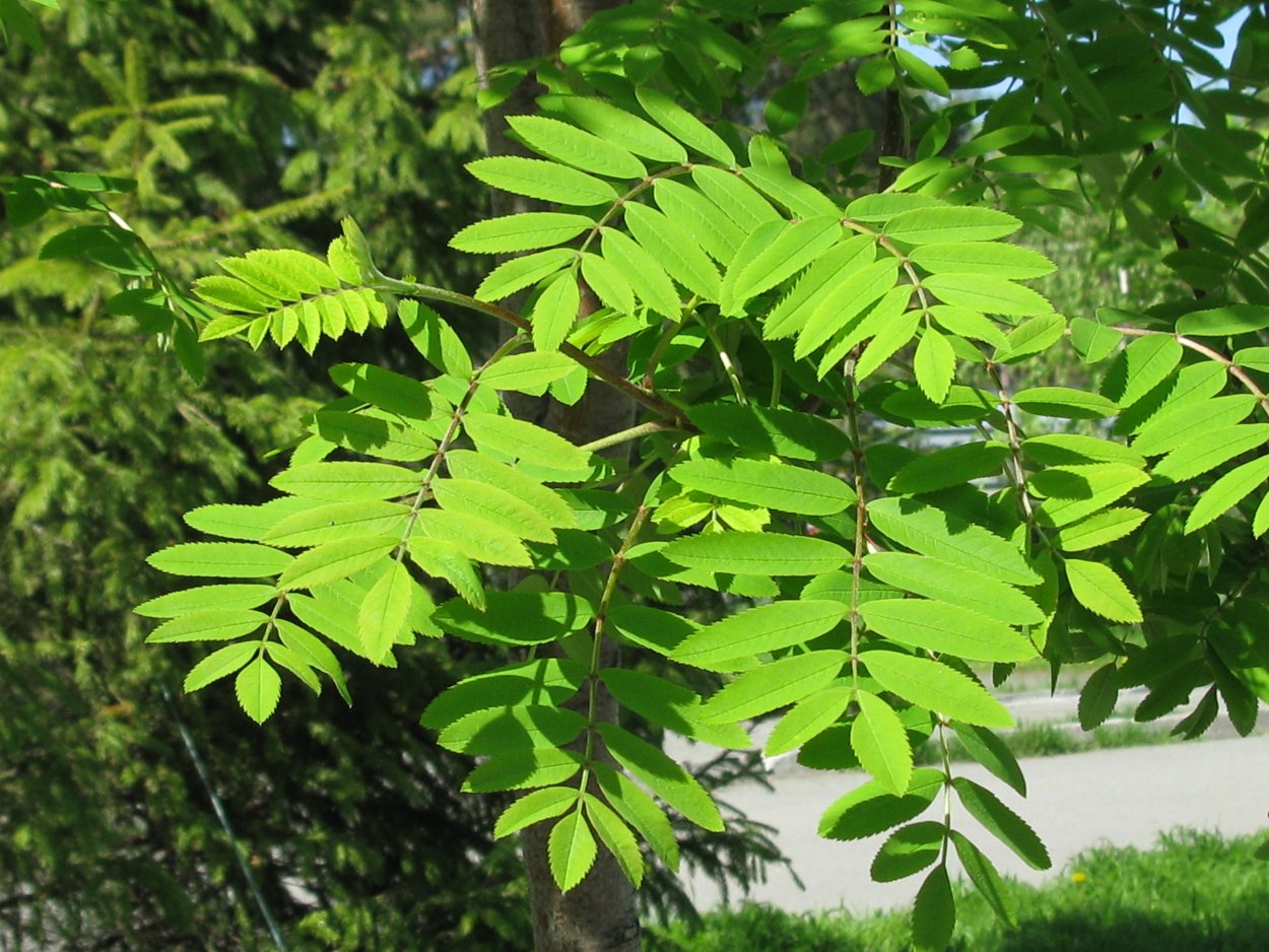 Лист рябины