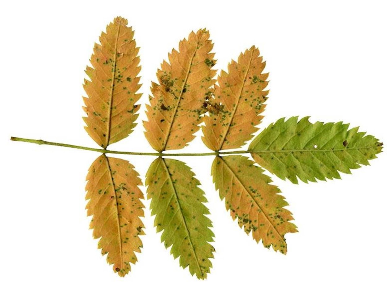 Рябиновый лист на прозрачном фоне