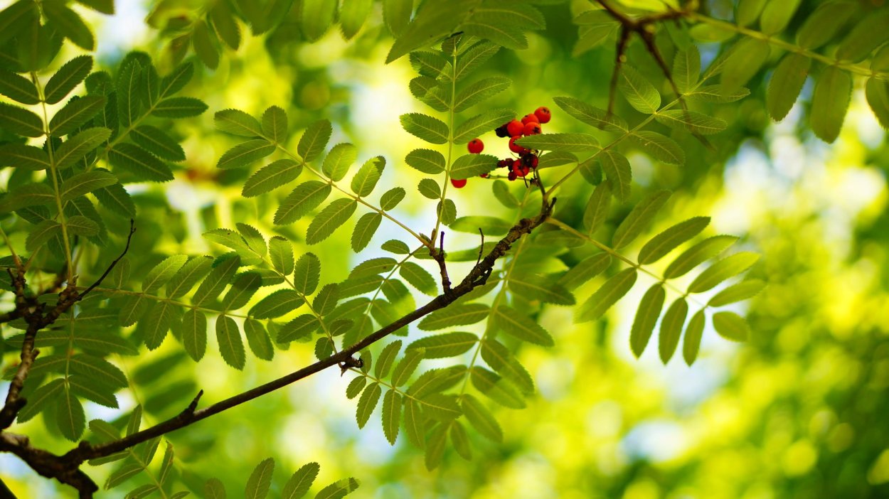 Рябина зеленая