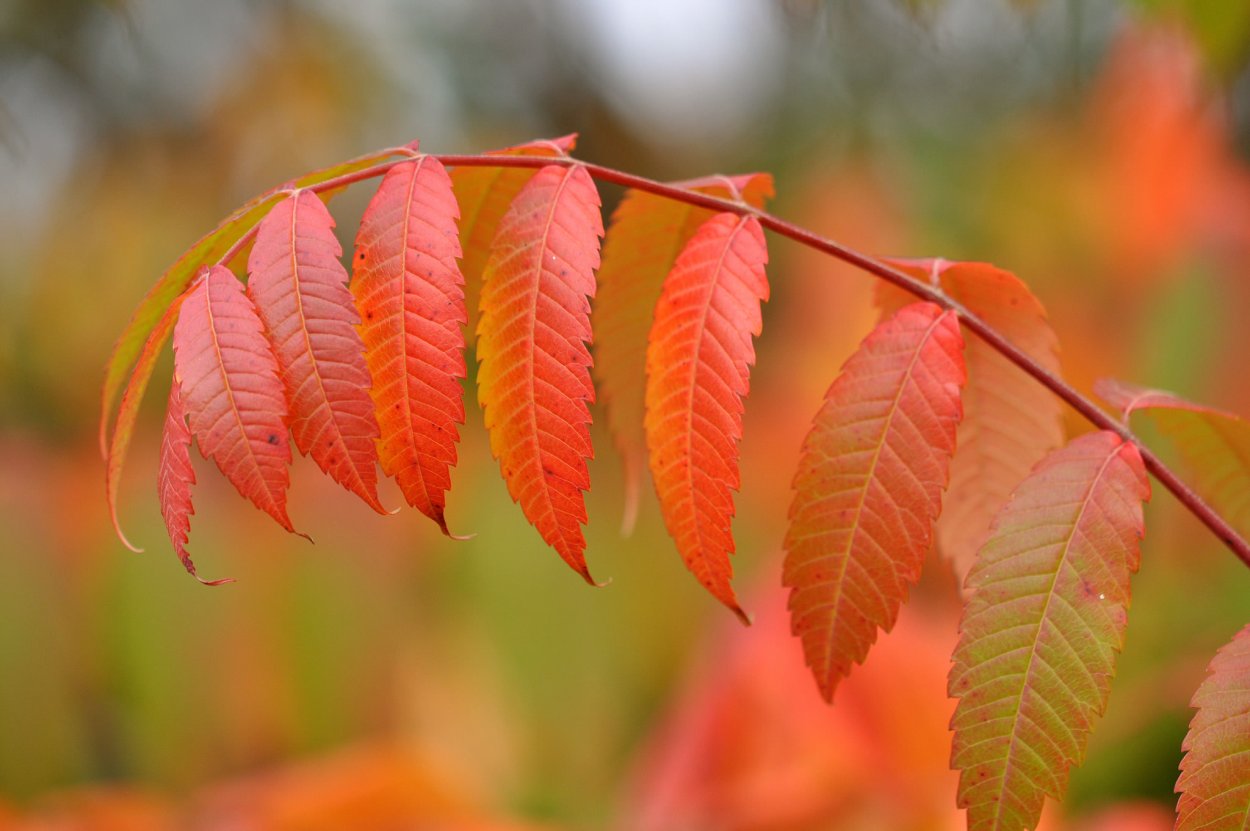 Лист рябины