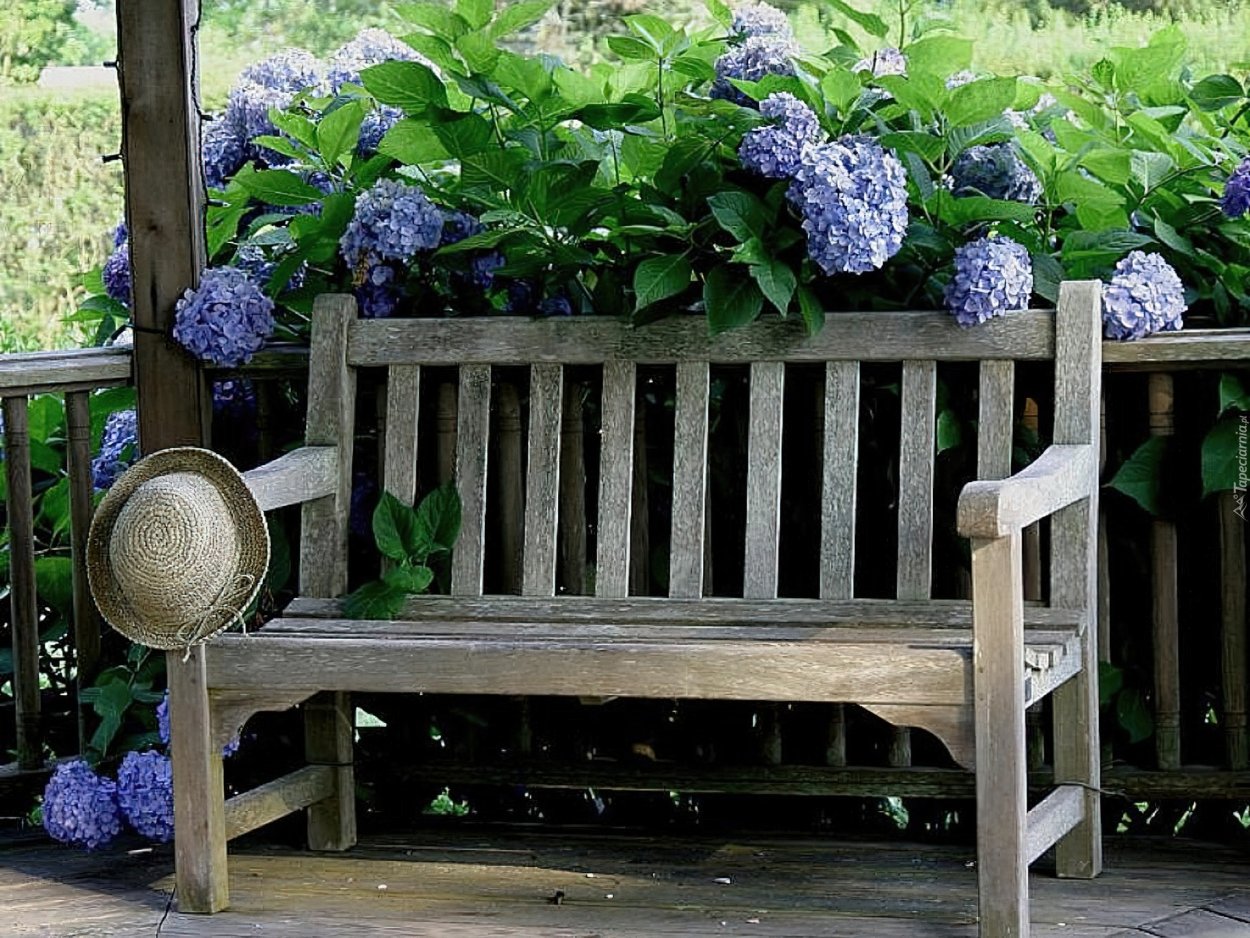 Гортензия Анабель и котовник