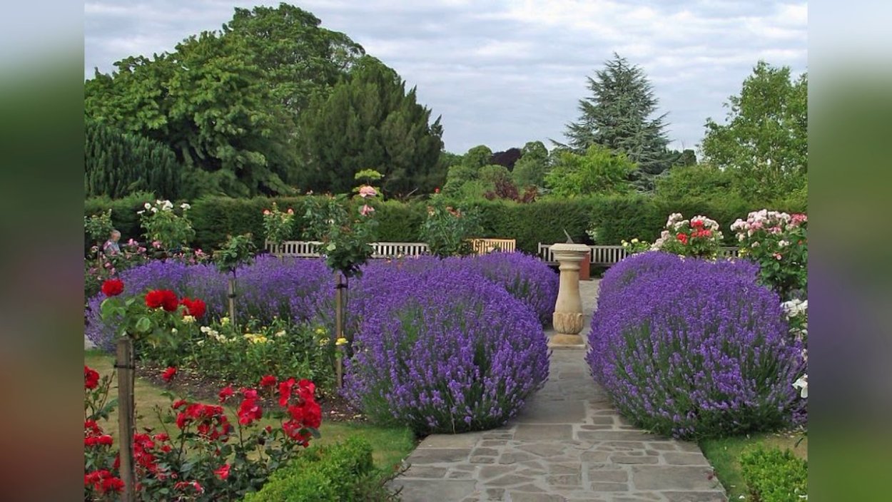 Лавандовая гортензия букет