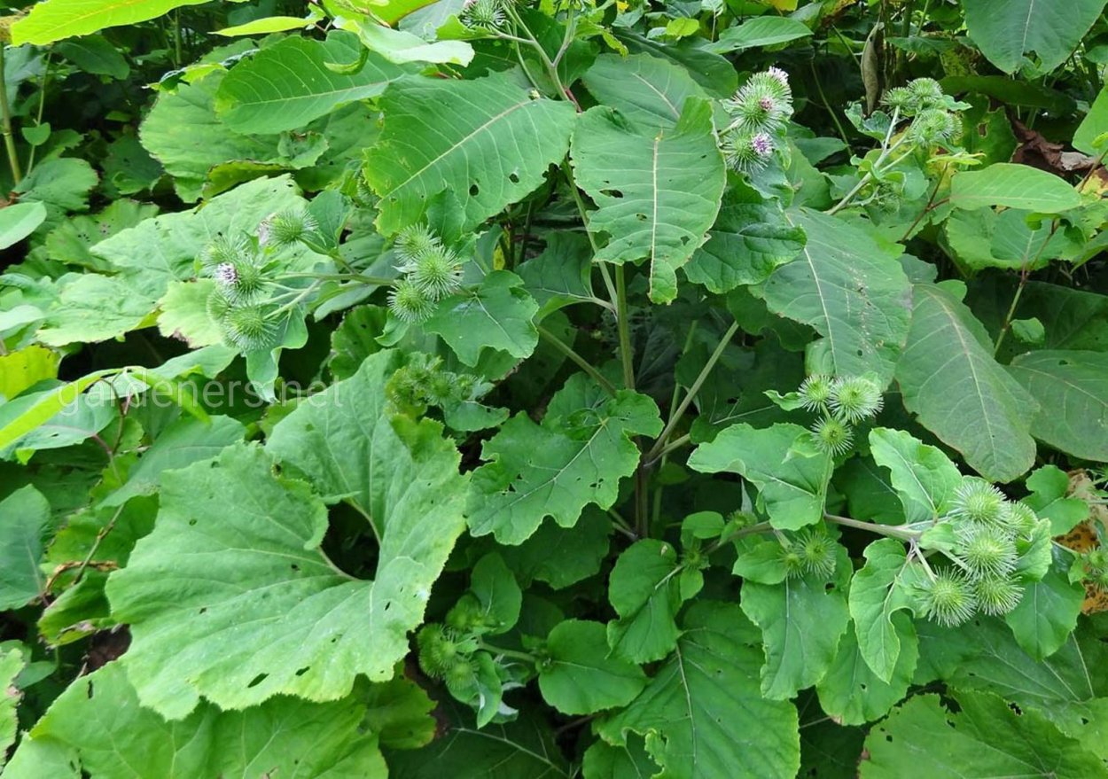 Сорняк лопух