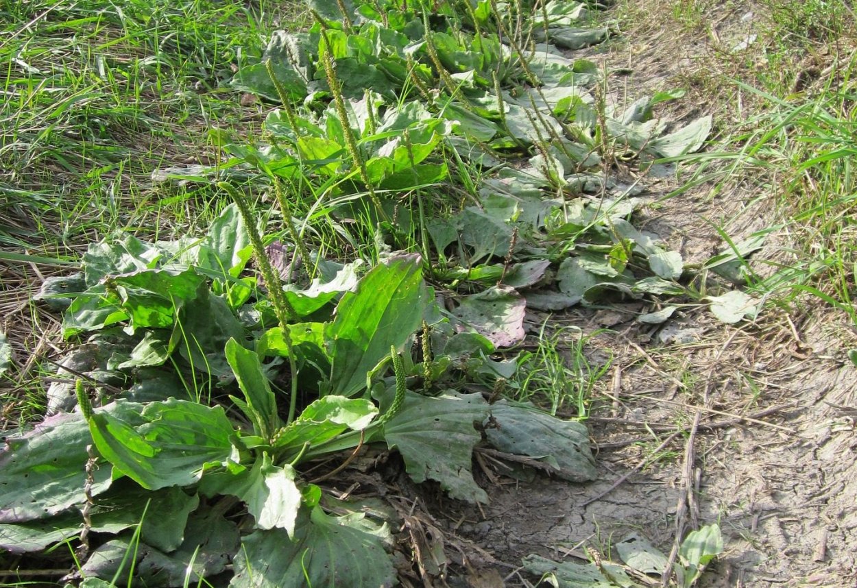 Не одной травы и не выросло