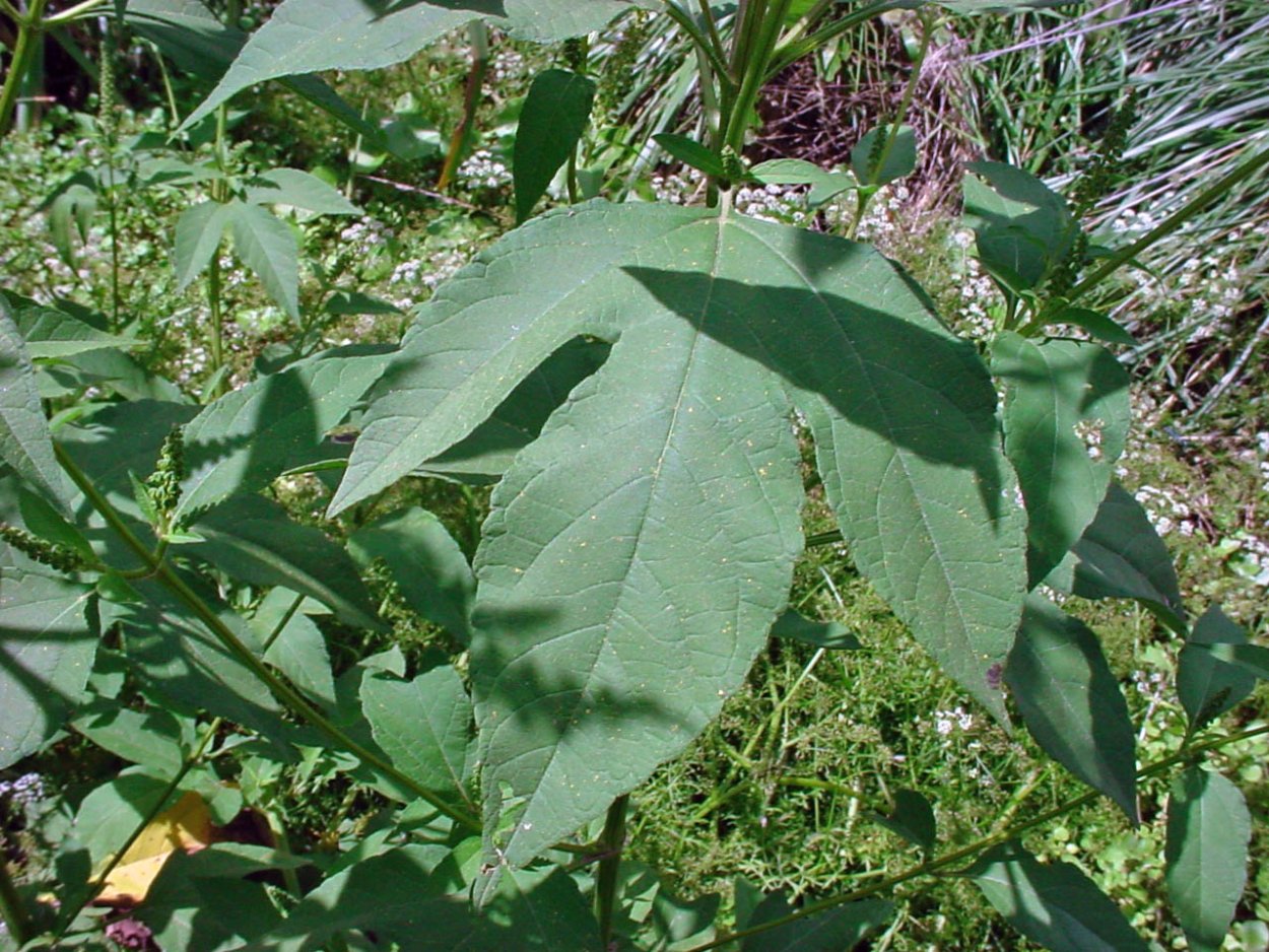 Амброзия листья