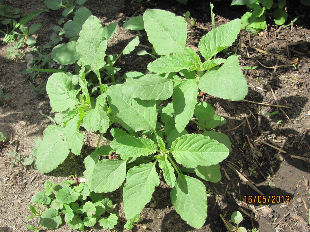 Гречишка вьюнковая (Fallopia Convolvulus)
