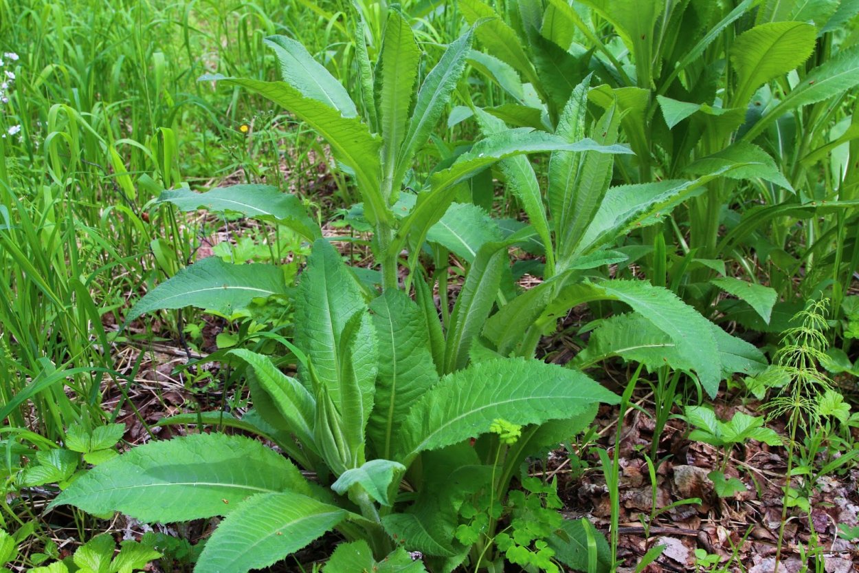 Белосторонка трава