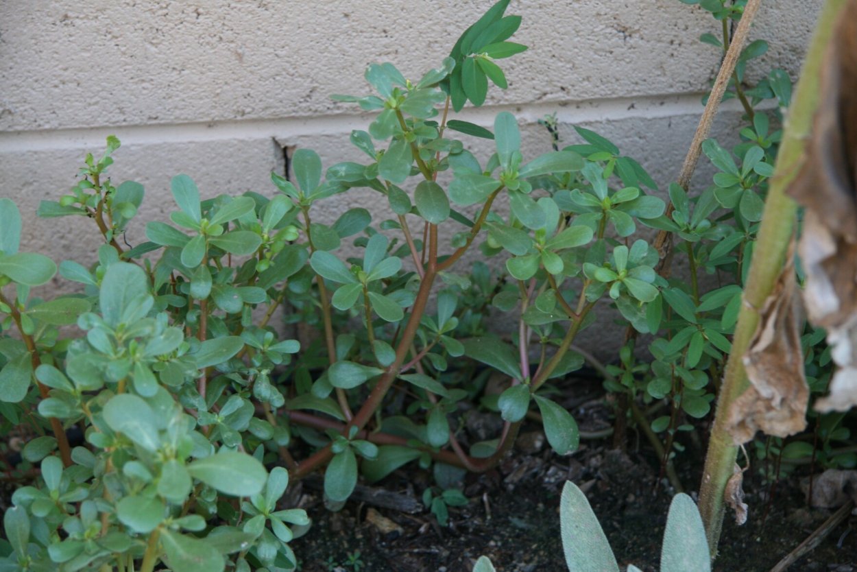 Горец вьюнковый (Polygonum Convolvulus l.)