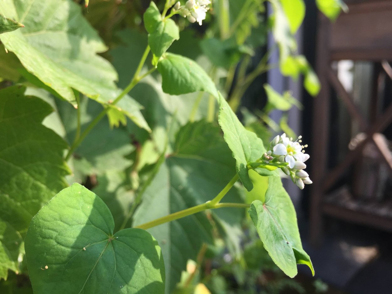 Белокопытник лопух гигант