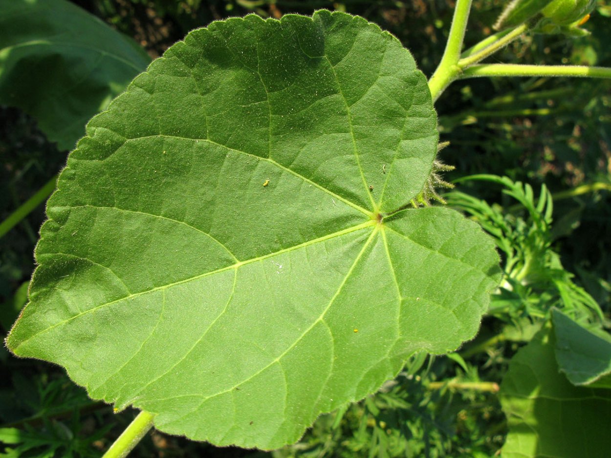 Канатник Теофраста (Abutilon theophrasti l.)