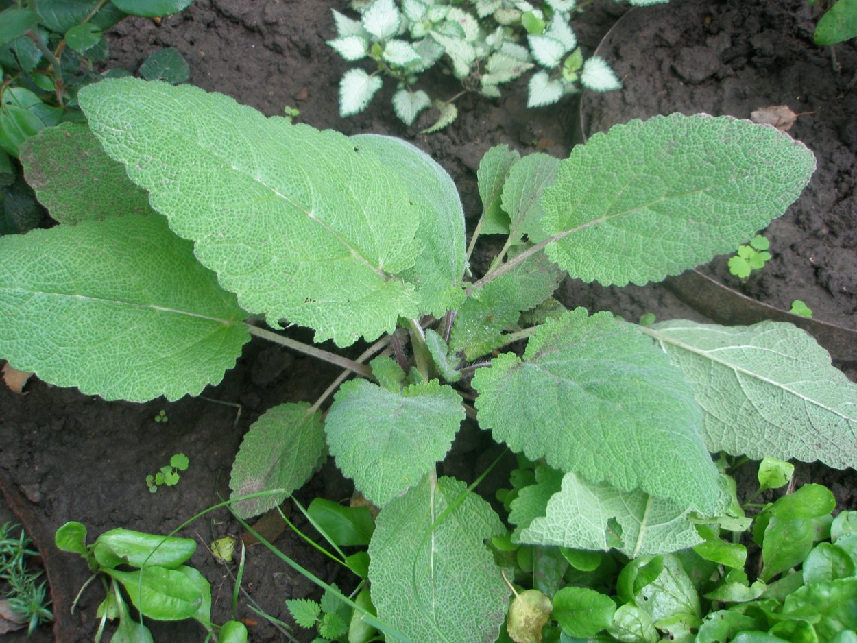 Сорняк лопух