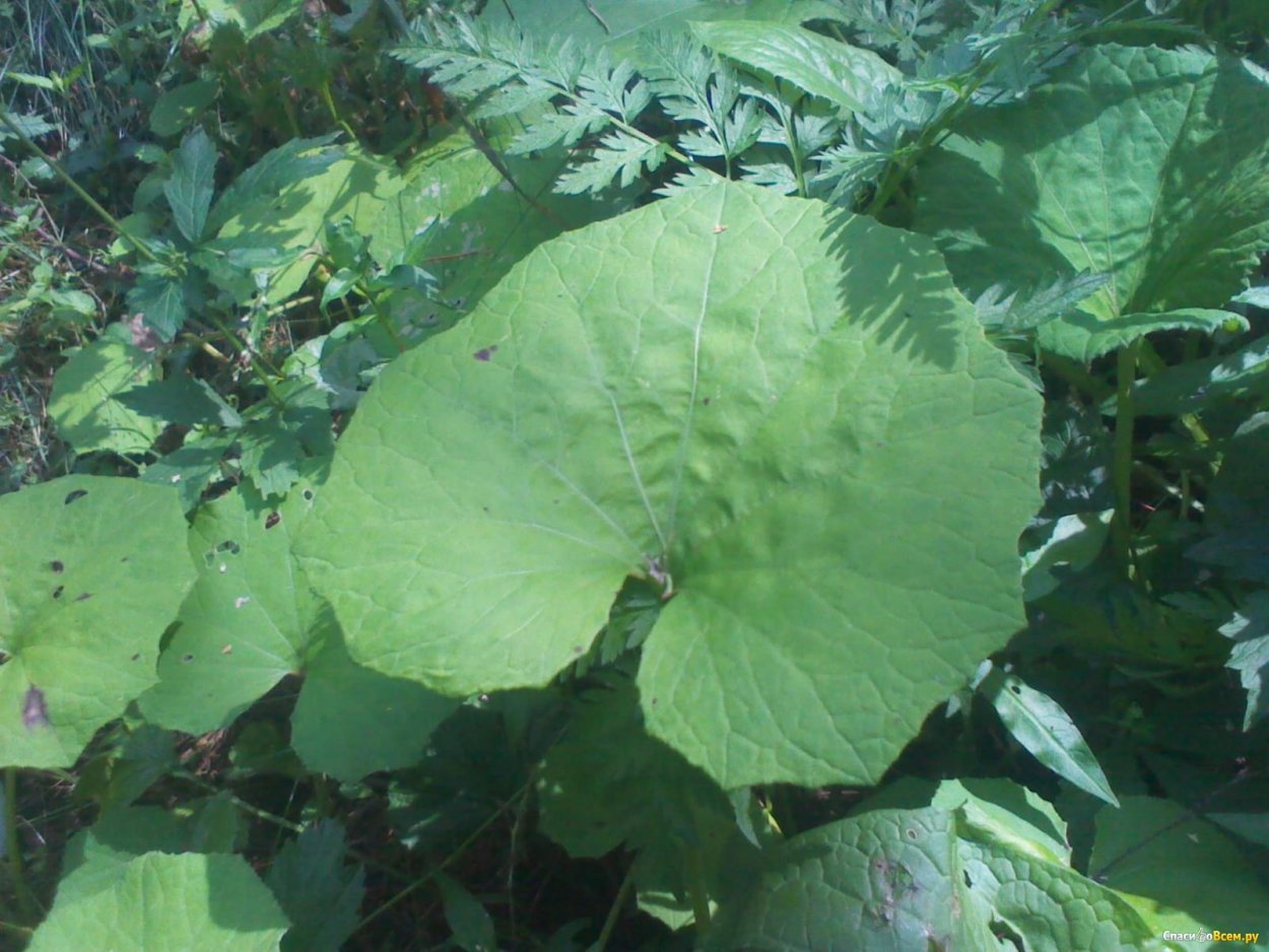 Мать и мачеха лопух