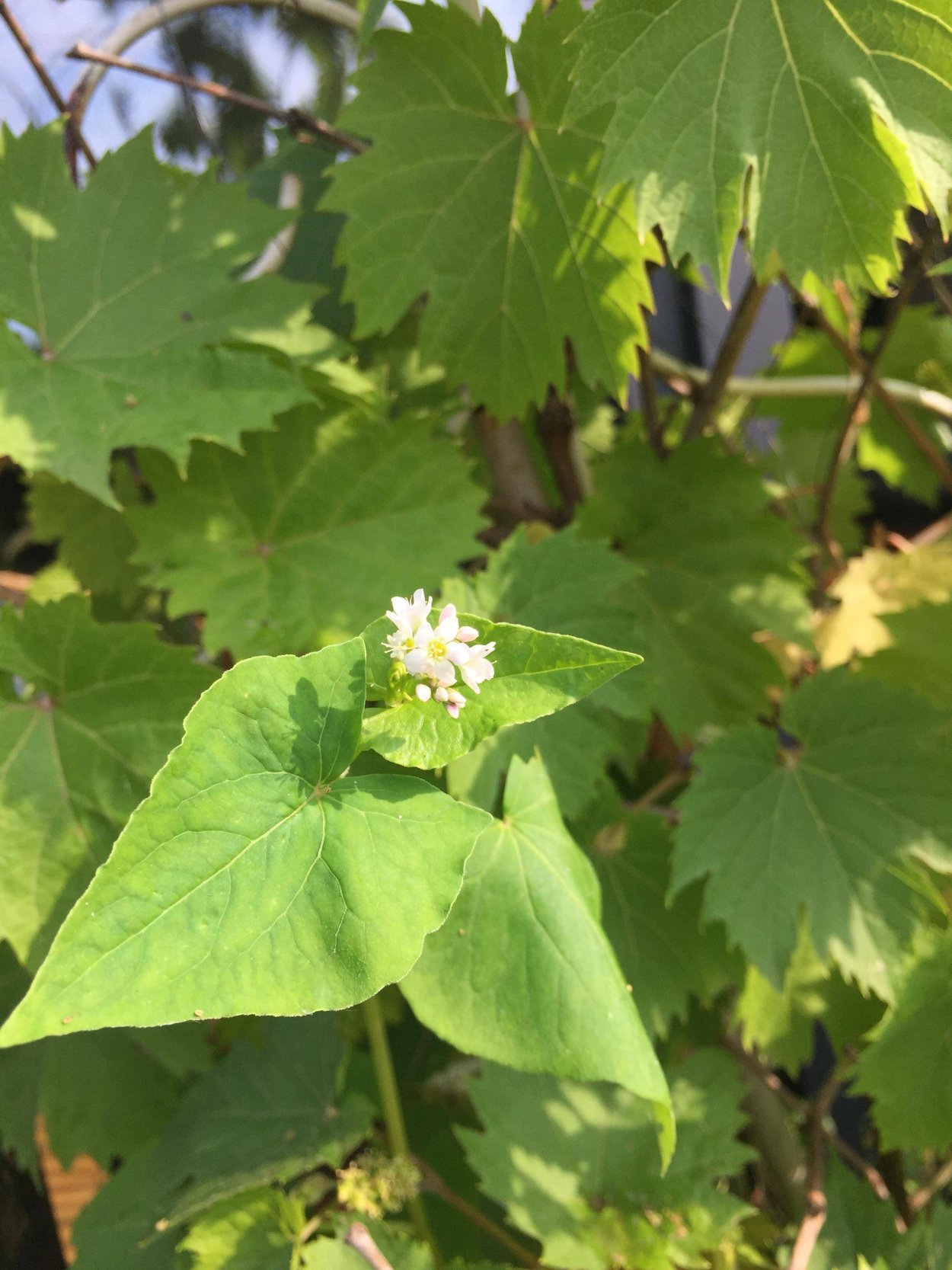 Лопухи на Сахалине