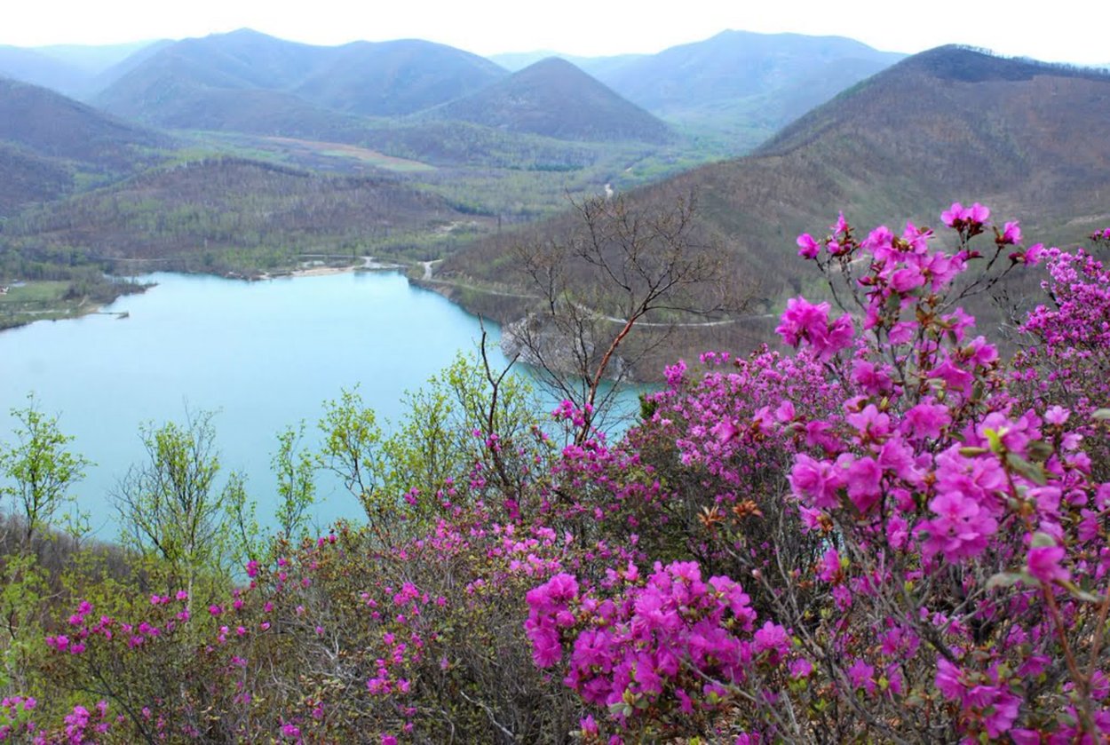 Багульник амурский