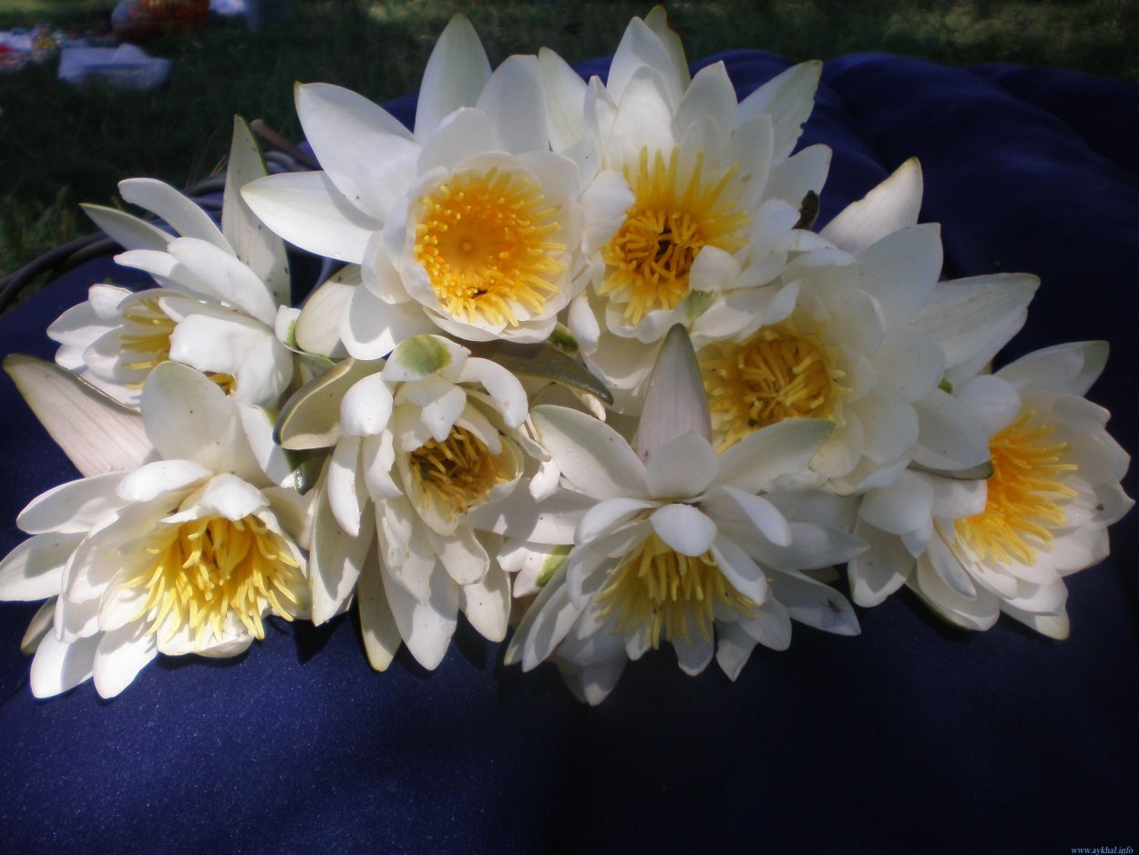 Букет водяных лилий