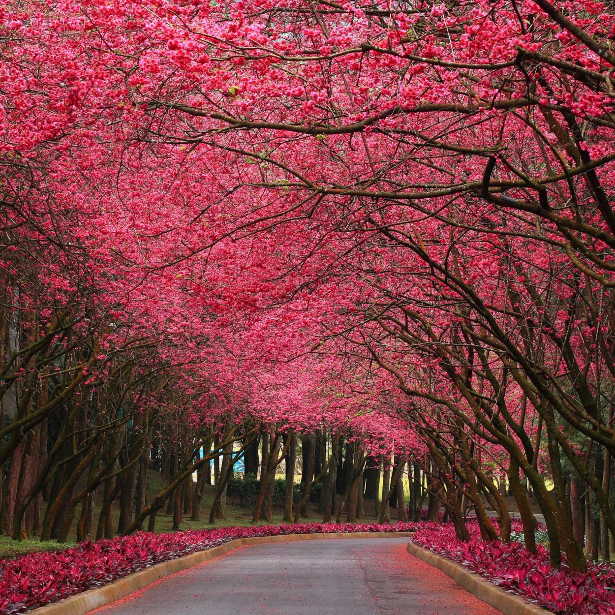 Сакуровая аллея