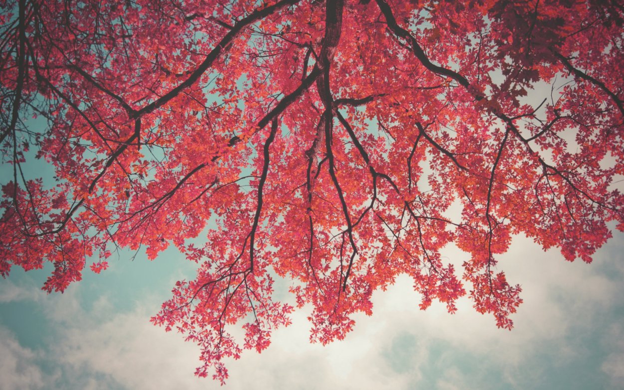 Сакура дерево листья