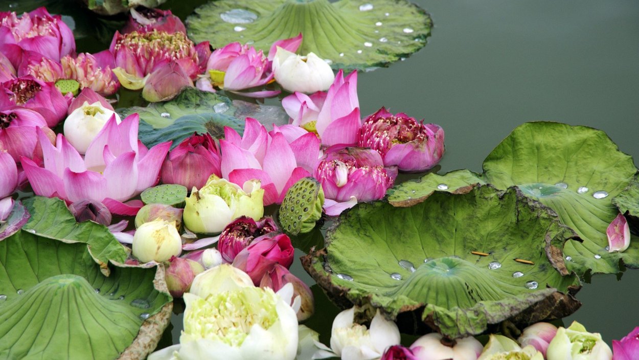 Букет из лотосов