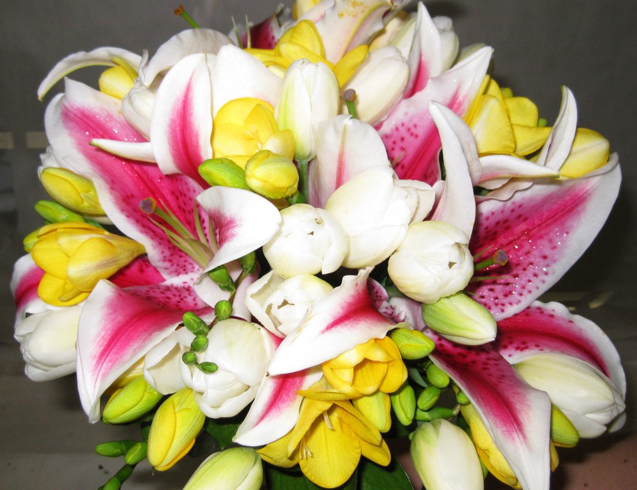 Фрезия Лилия