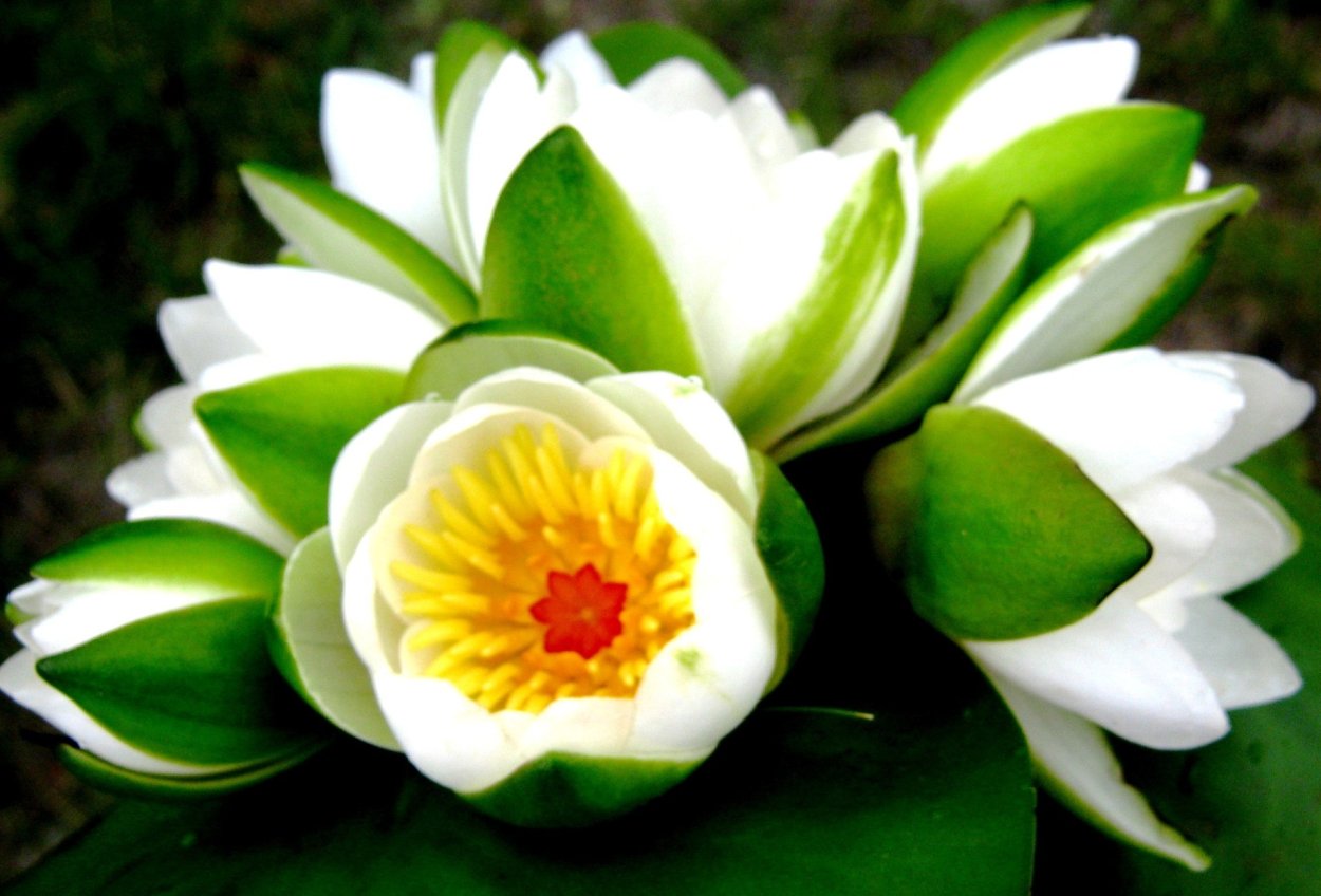 Букетик из водяных лилий, кувшинок