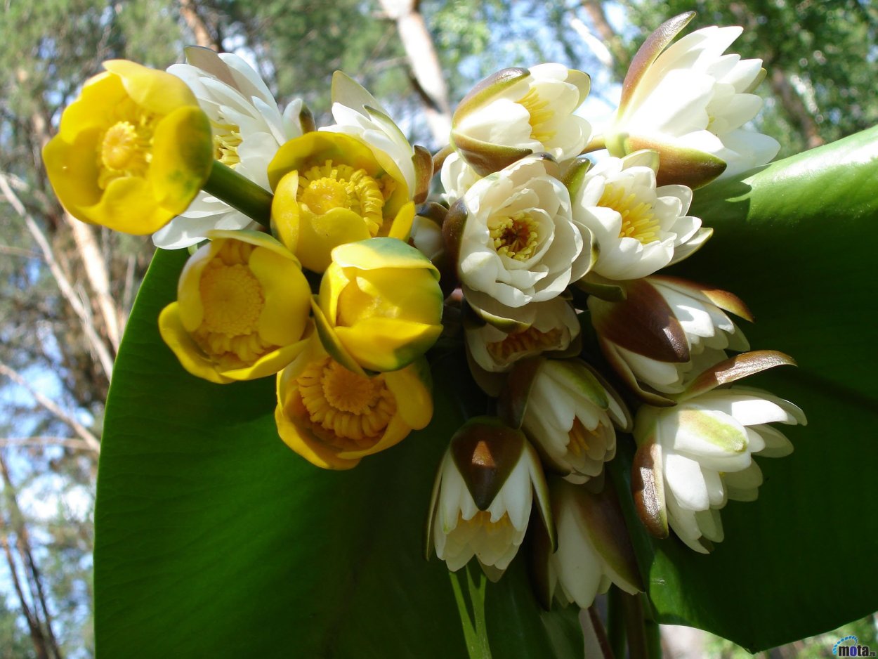 Кувшинка кубышка - букет