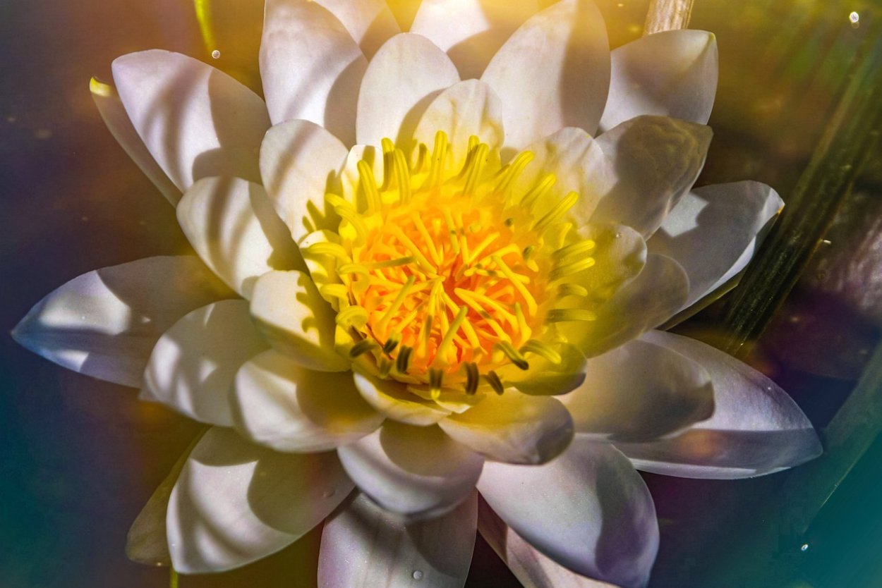 Букет из водяных лилий