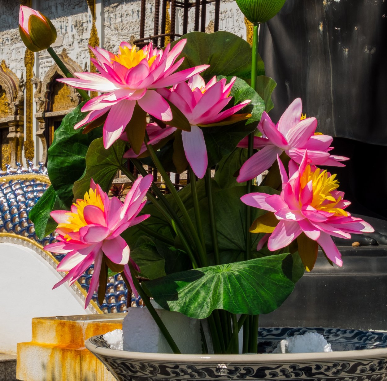 Нимфея Букетная