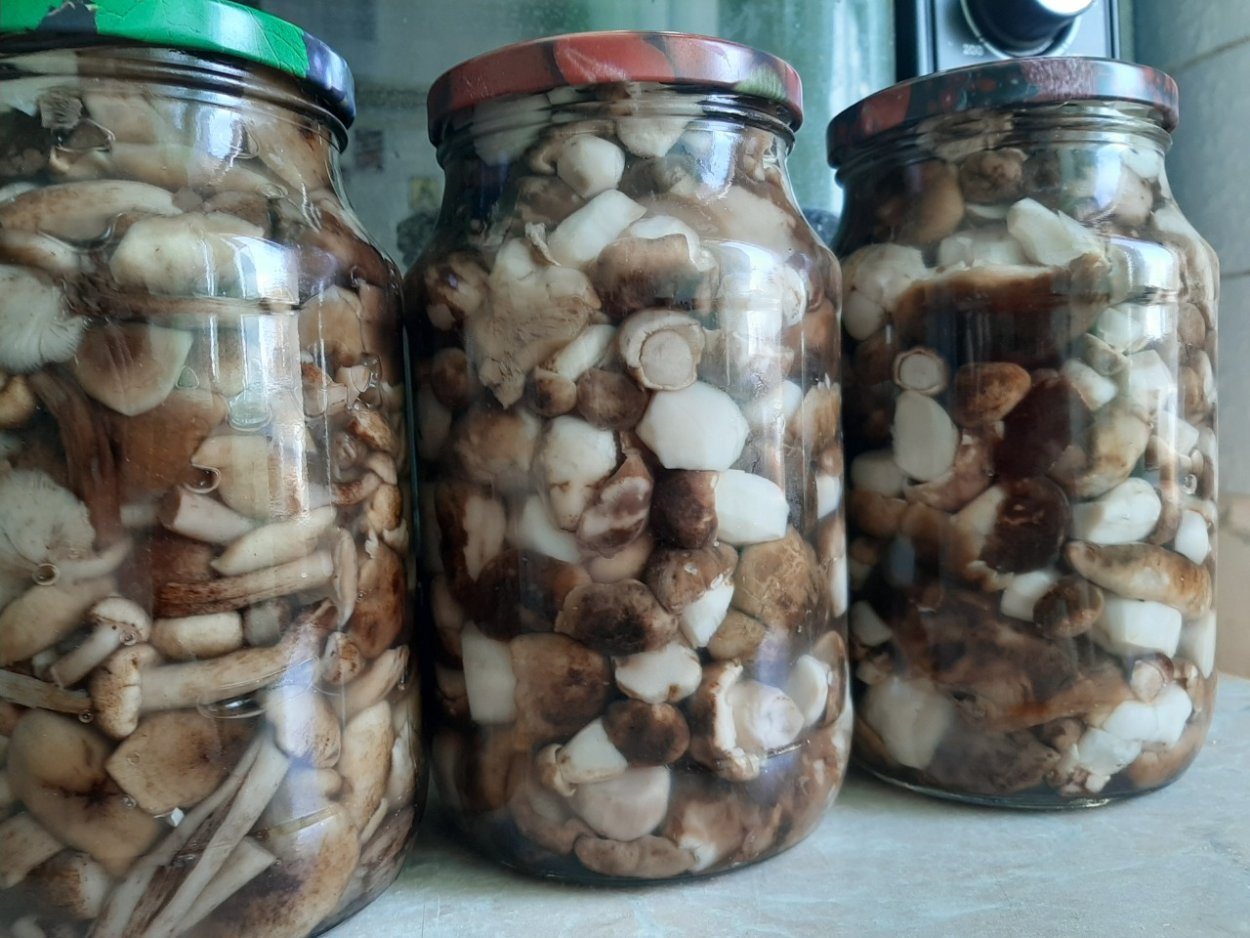 Грибы шахтерики