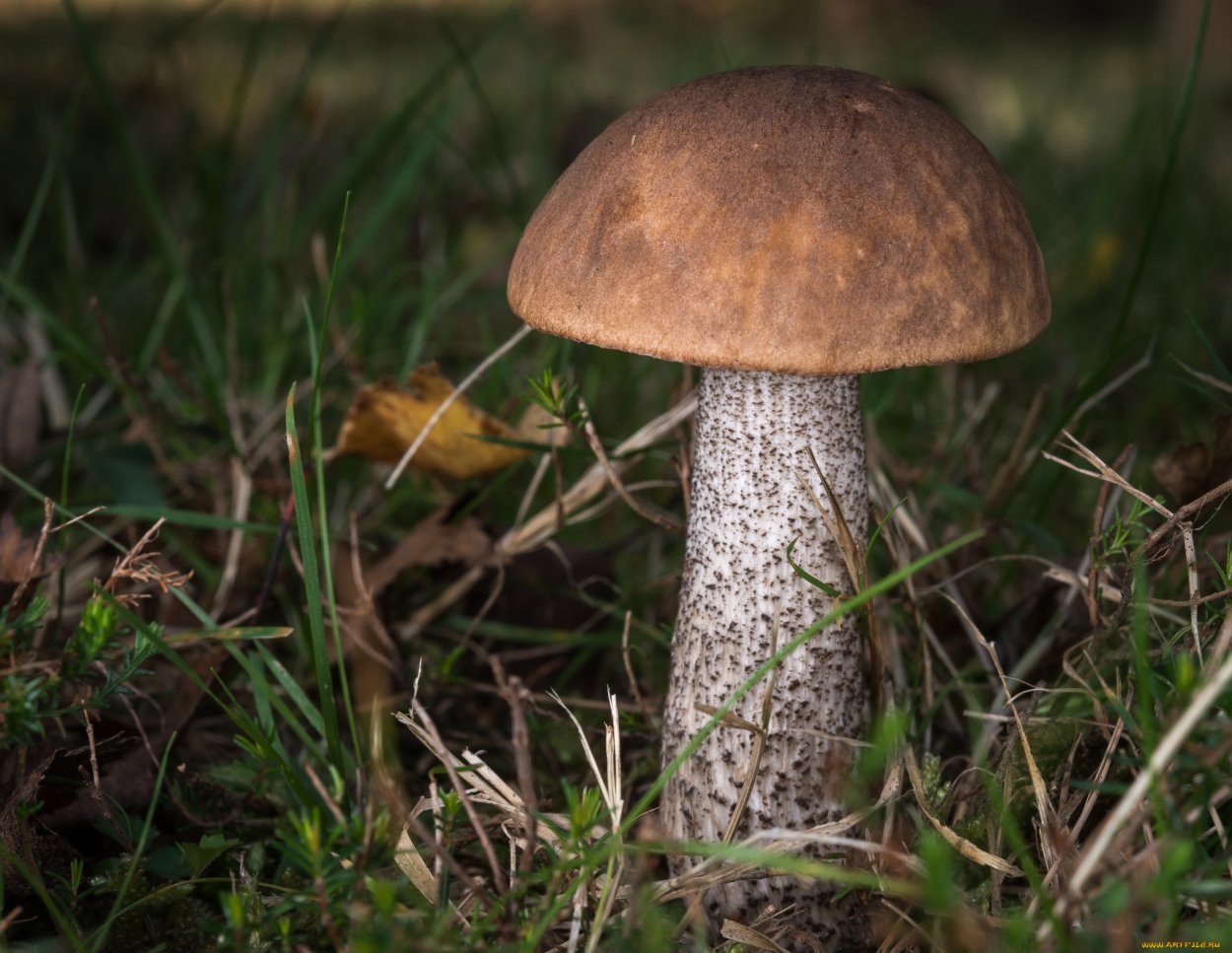 Сукко озеро с кипарисами