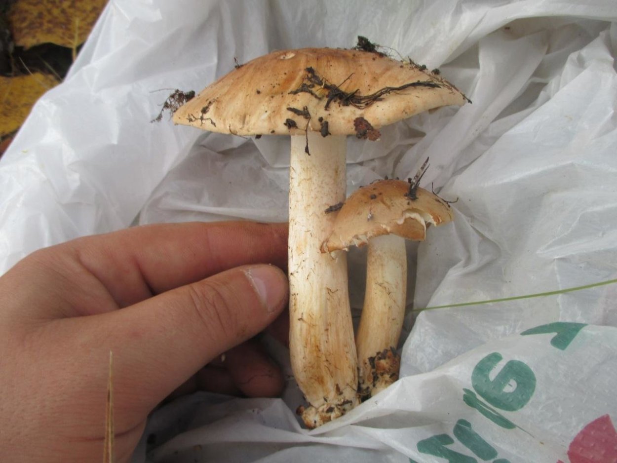 Денис Тихая охота грибы