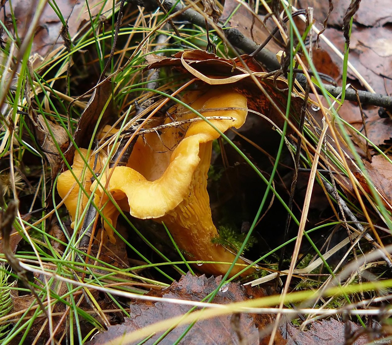 Боровик девичий (Boletus appendiculatus)