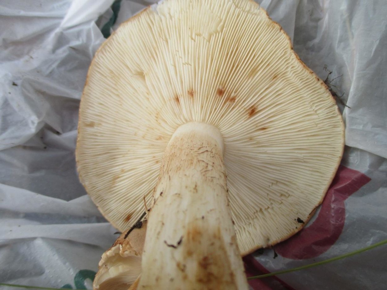 Гриб тополятник