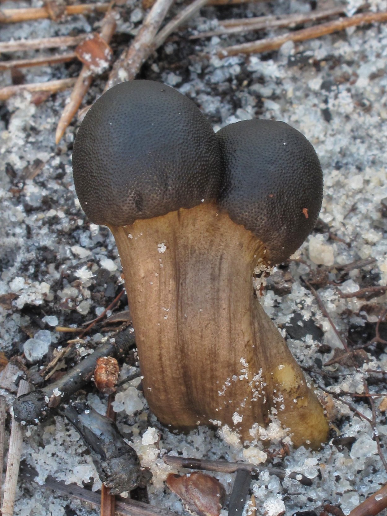 Грибы Рядухи съедобные?