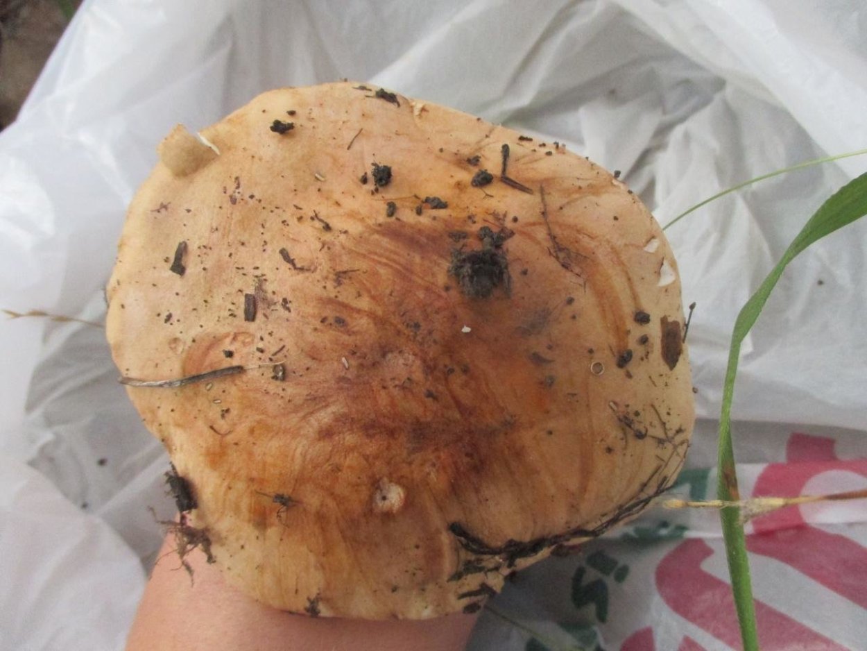 Грибы свинухи подтопольники