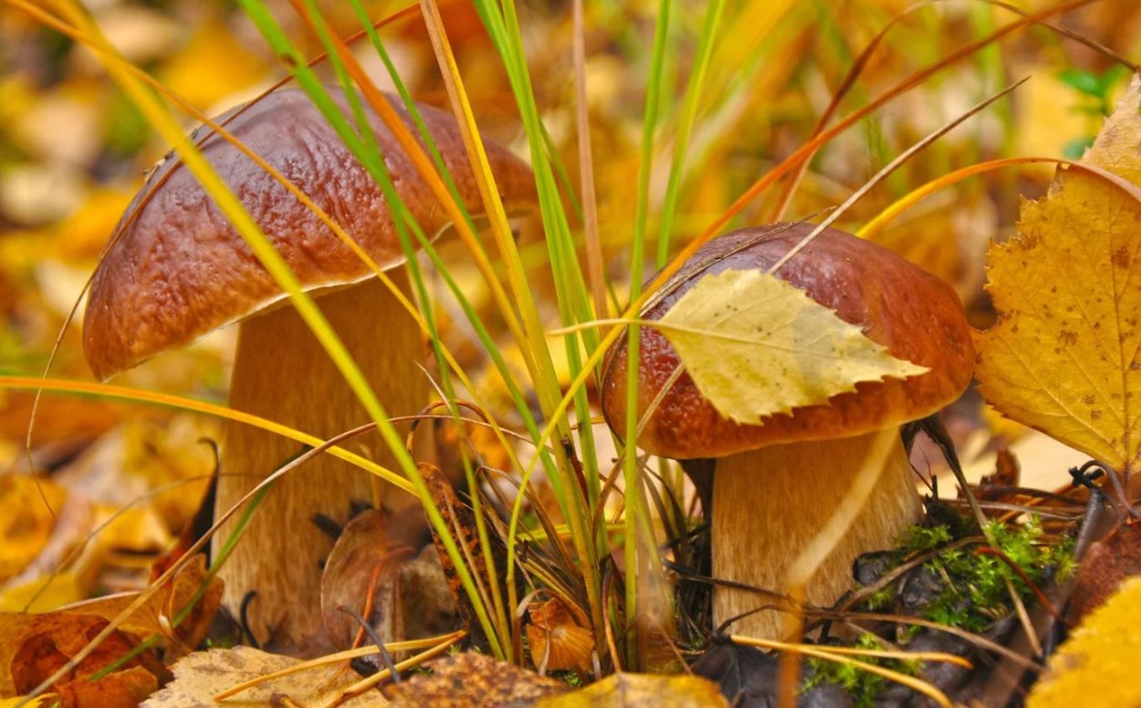 Подберезовик гриб