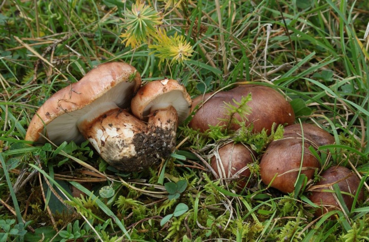 Гриб: лиофиллум скученный