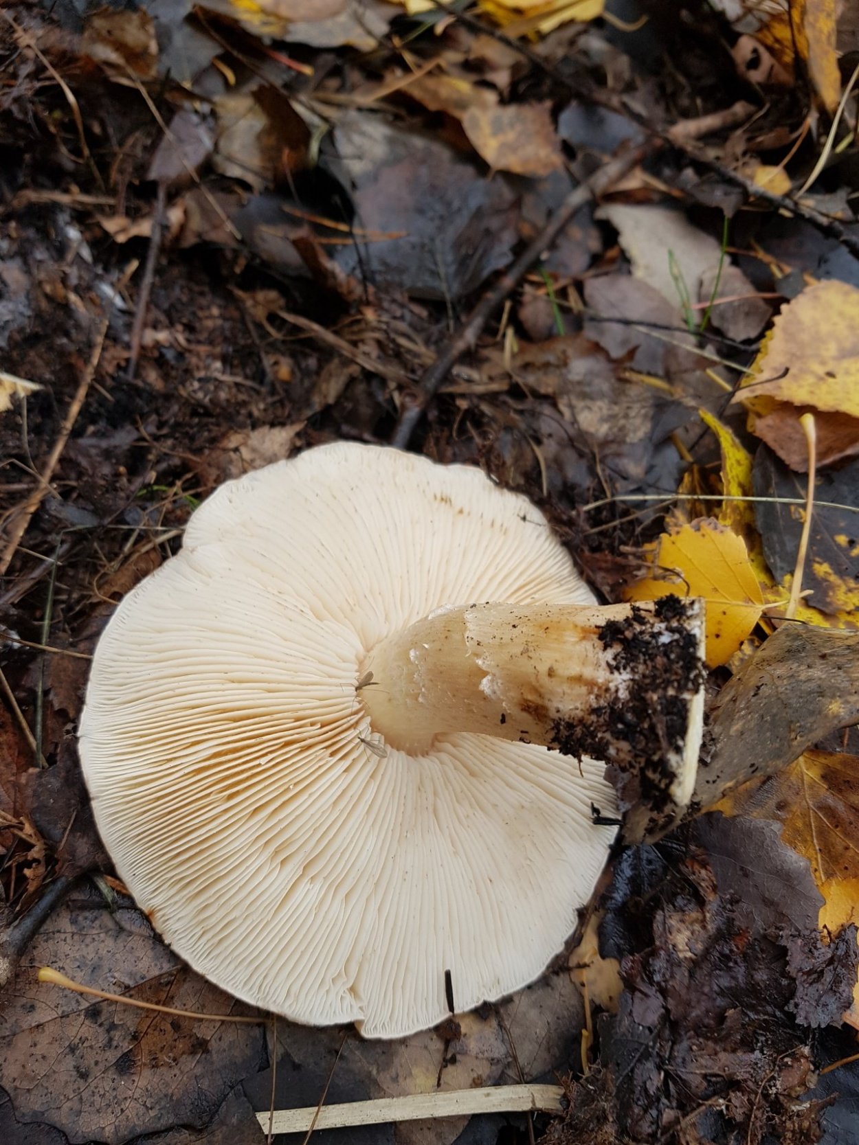 Tricholoma populinum гриб