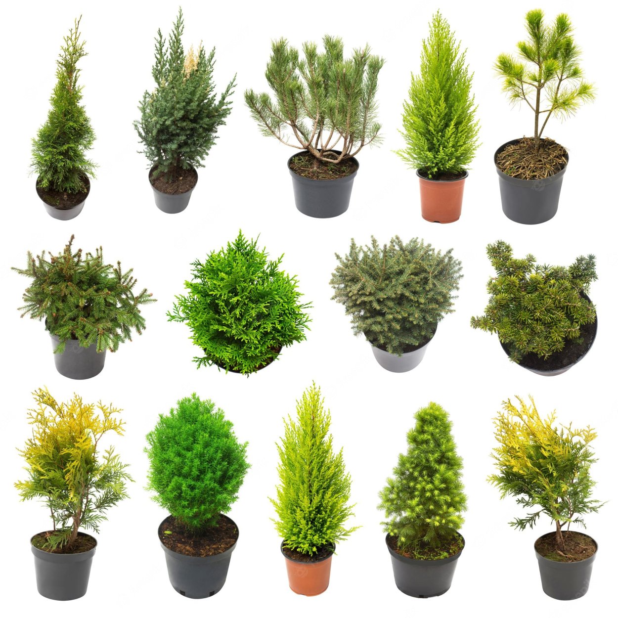 Кипарис хвойное или лиственное дерево