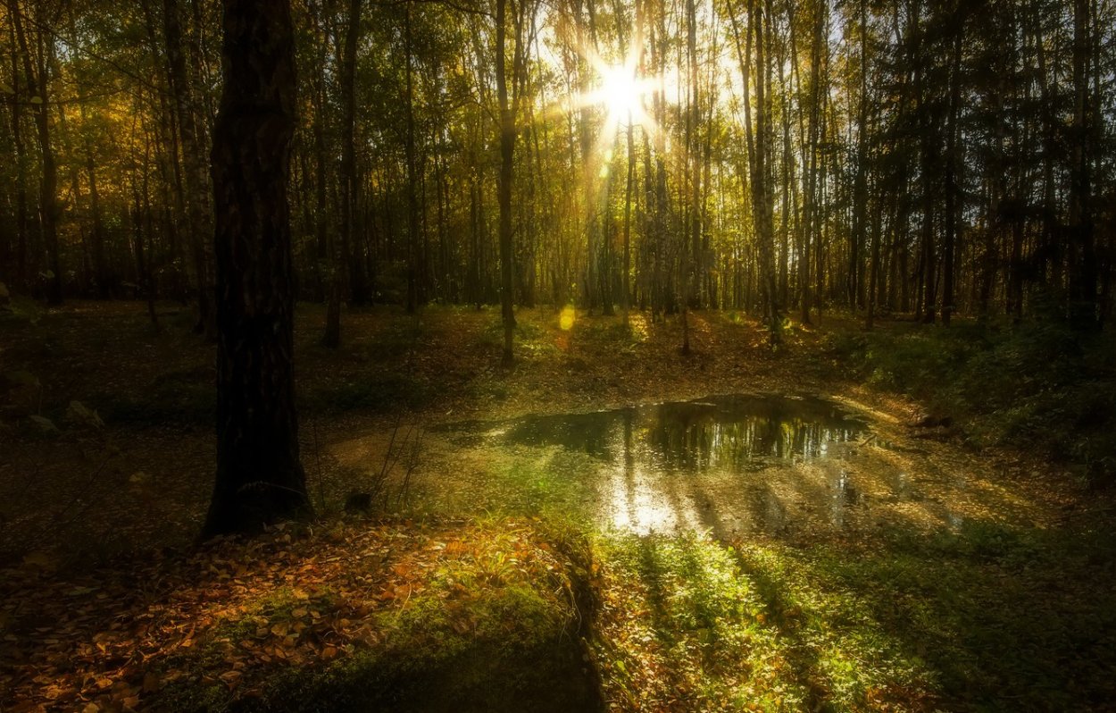 Лес вечером