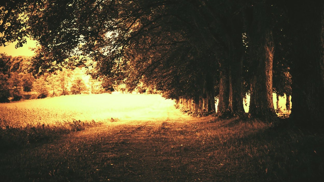 Ночная Поляна в лесу